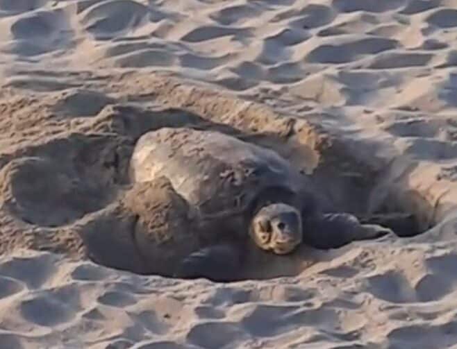 Confirmado en Mojácar el quinto nido de tortuga boba del siglo en playas de Almería