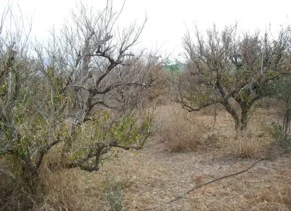 La Comunidad de Regantes de Jauro recurre el cierre cautelar de dos pozos “para evitar la quiebra y un daño de 10 millones”