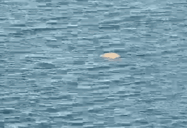 Aparece el cadáver de un hombre flotando junto al puerto de Garrucha
