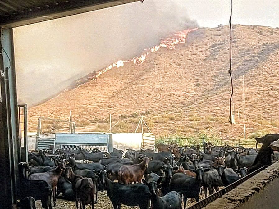 700 razones para no huir: lo que protegían los dos detenidos en el incendio de Los Gallardos